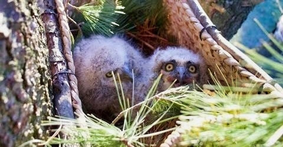 Wildlife In Need Emergency Response of Pennsylvania - Home